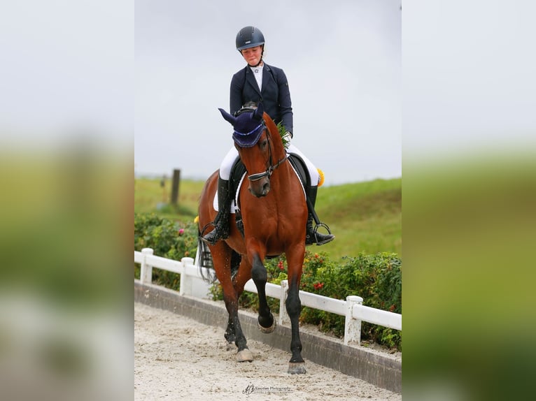 Hannoveraner Wallach 13 Jahre 168 cm Brauner in Klein Meckelsen