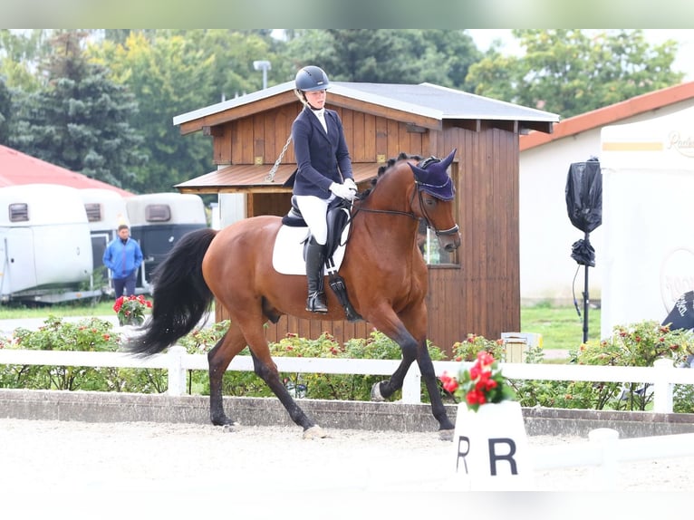 Hannoveraner Wallach 13 Jahre 168 cm Brauner in Klein Meckelsen