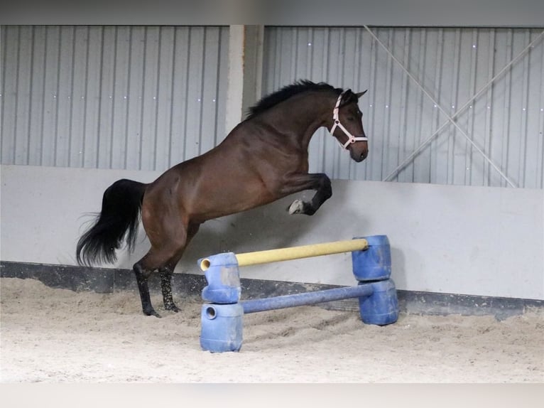 Hannoveraner Wallach 13 Jahre 168 cm Brauner in Klein Meckelsen