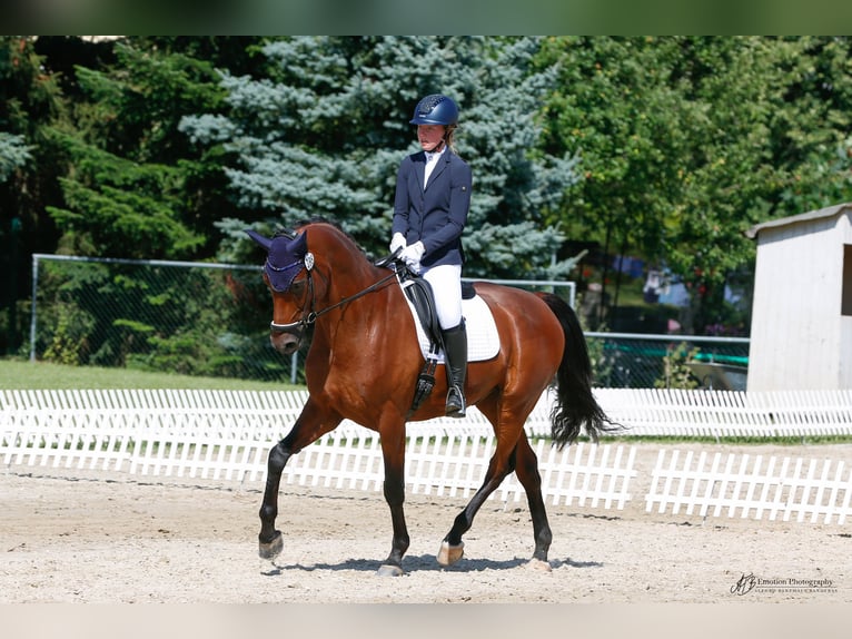 Hannoveraner Wallach 13 Jahre 168 cm Brauner in Klein Meckelsen