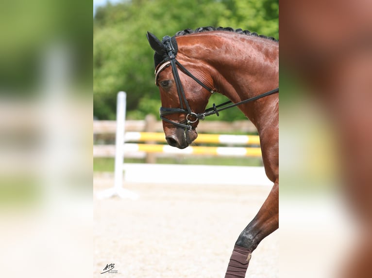 Hannoveraner Wallach 13 Jahre 168 cm Brauner in Klein Meckelsen