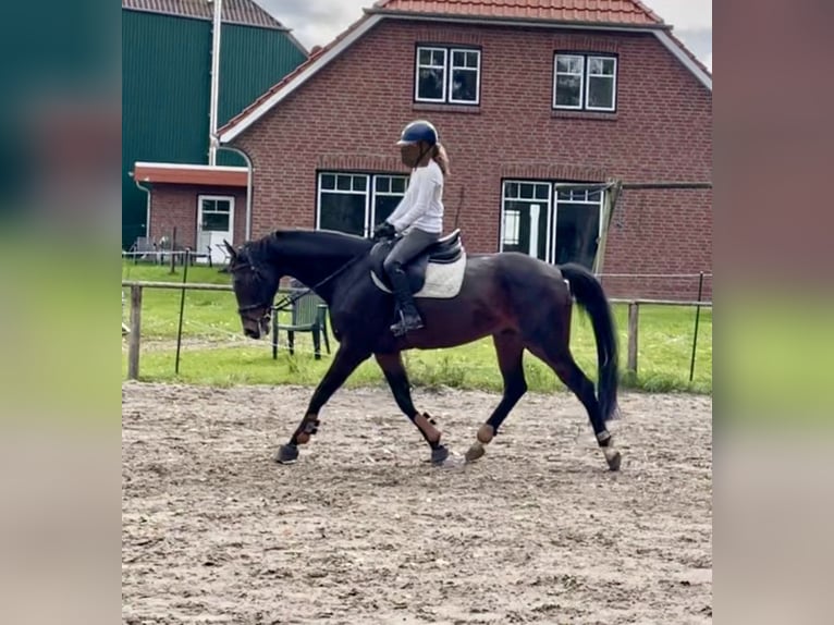 Hannoveraner Wallach 13 Jahre 168 cm Dunkelbrauner in Jade