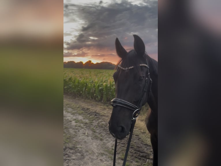 Hannoveraner Wallach 13 Jahre 168 cm Rappe in Burgwedel