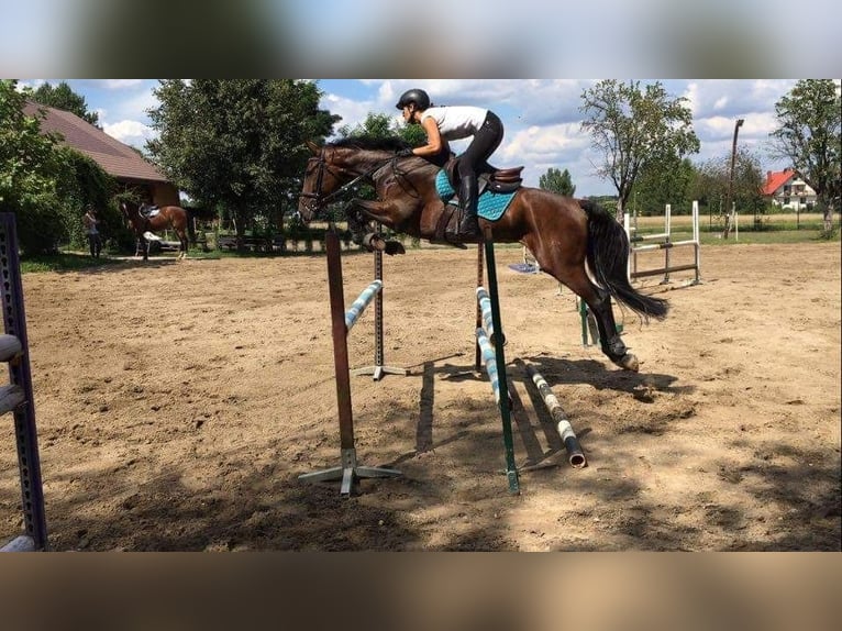 Hannoveraner Wallach 13 Jahre 169 cm Rotbrauner in Rzgów