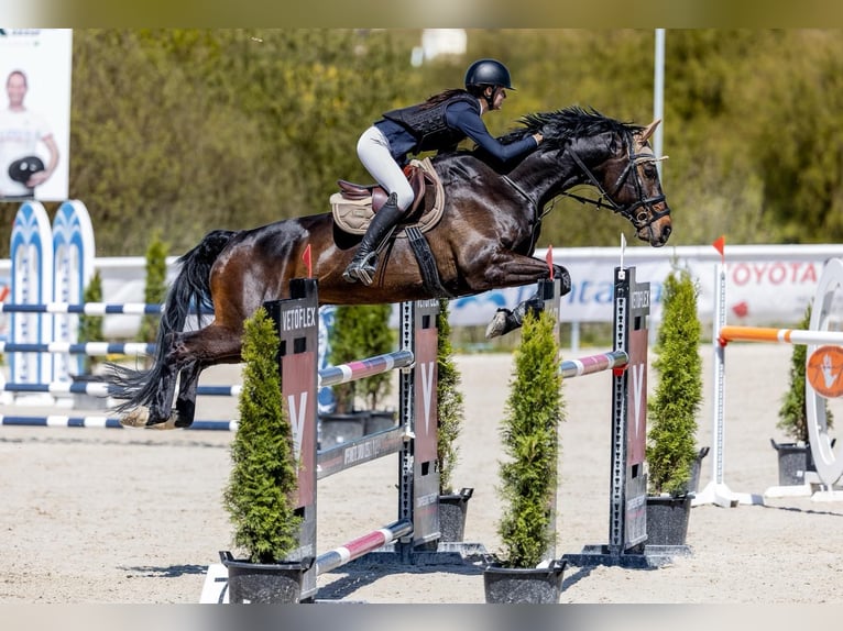 Hannoveraner Wallach 13 Jahre 170 cm Brauner in Pilsen