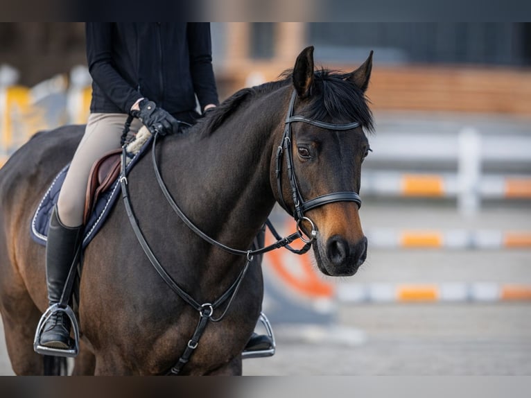 Hannoveraner Wallach 13 Jahre 170 cm Brauner in Pilsen