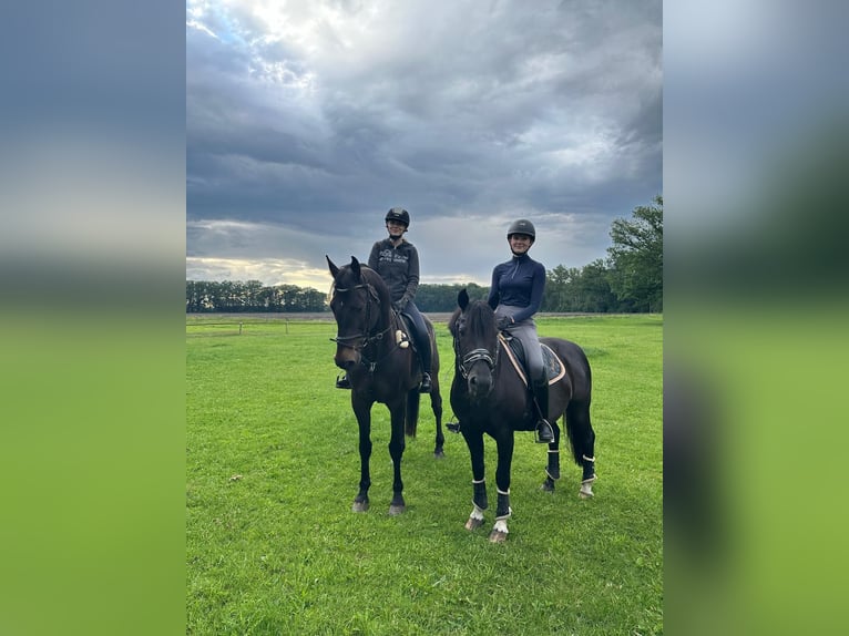 Hannoveraner Wallach 13 Jahre 170 cm Dunkelbrauner in Barver