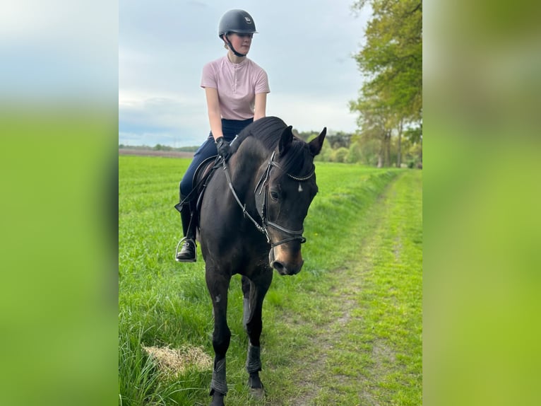 Hannoveraner Wallach 13 Jahre 170 cm Dunkelbrauner in Barver