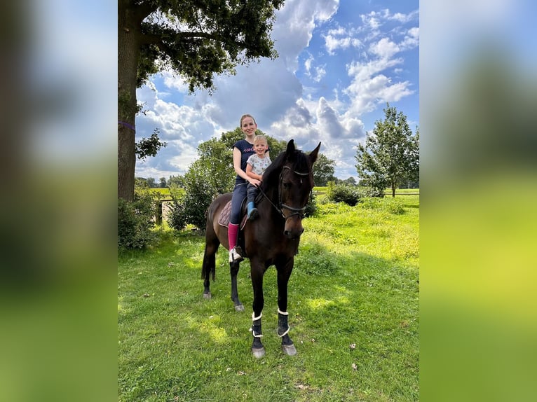 Hannoveraner Wallach 13 Jahre 170 cm Dunkelbrauner in Barver