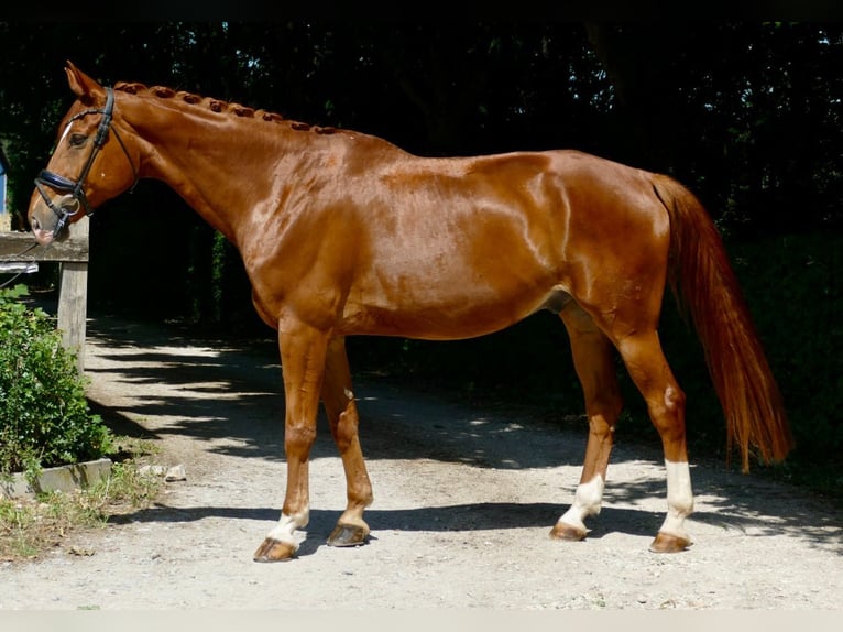 Hannoveraner Wallach 13 Jahre 170 cm Fuchs in Ansbach