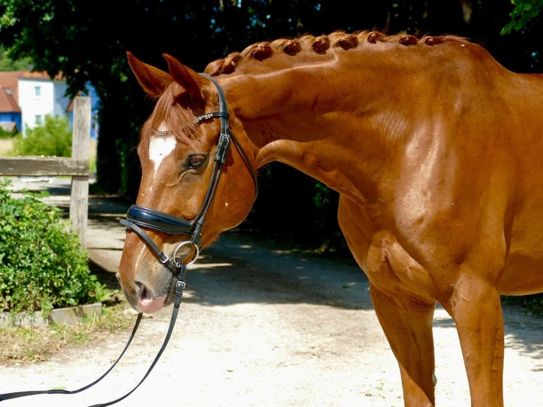 Hannoveraner Wallach 13 Jahre 170 cm Fuchs in Ansbach