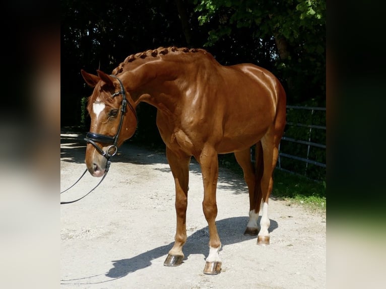 Hannoveraner Wallach 13 Jahre 170 cm Fuchs in Ansbach