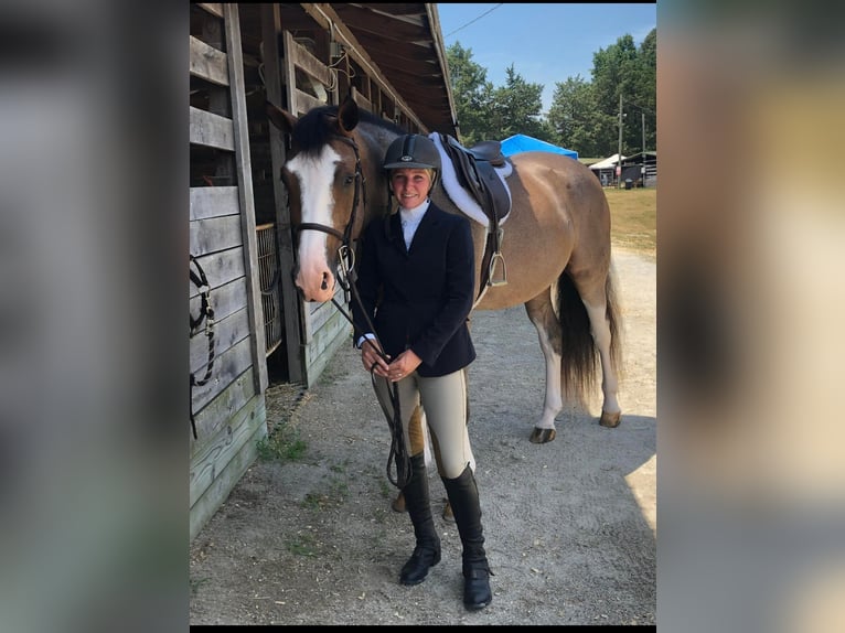 Hannoveraner Wallach 13 Jahre 170 cm Rotbrauner in Sandston VA