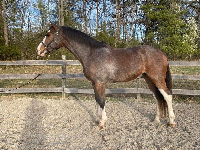Hannoveraner Wallach 13 Jahre 170 cm Rotbrauner in Sandston VA