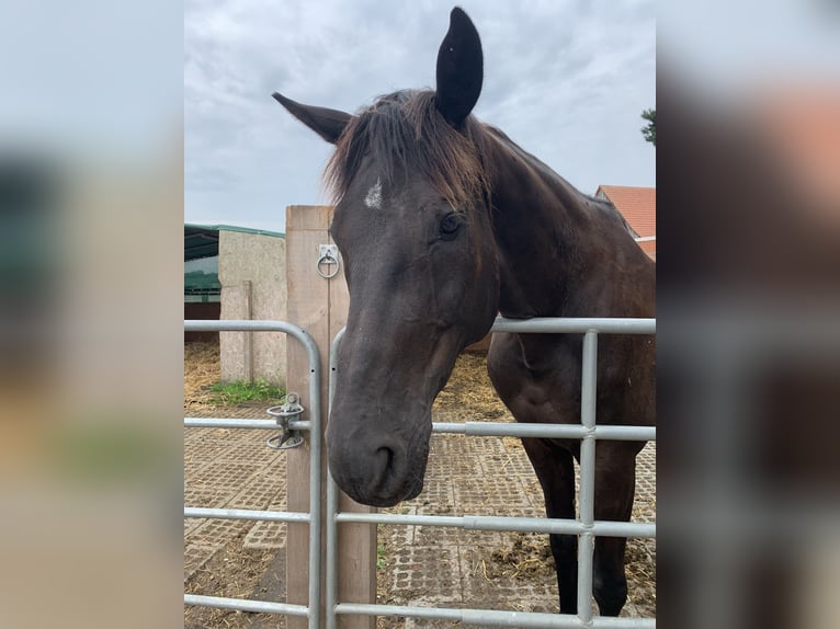 Hannoveraner Wallach 13 Jahre 170 cm Schwarzbrauner in B&#xFC;nde
