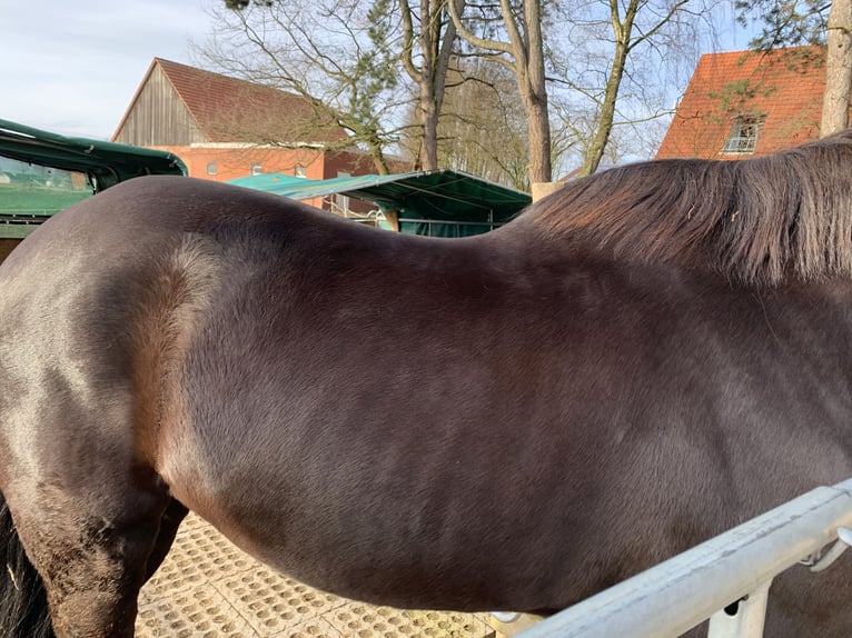 Hannoveraner Wallach 13 Jahre 170 cm Schwarzbrauner in B&#xFC;nde