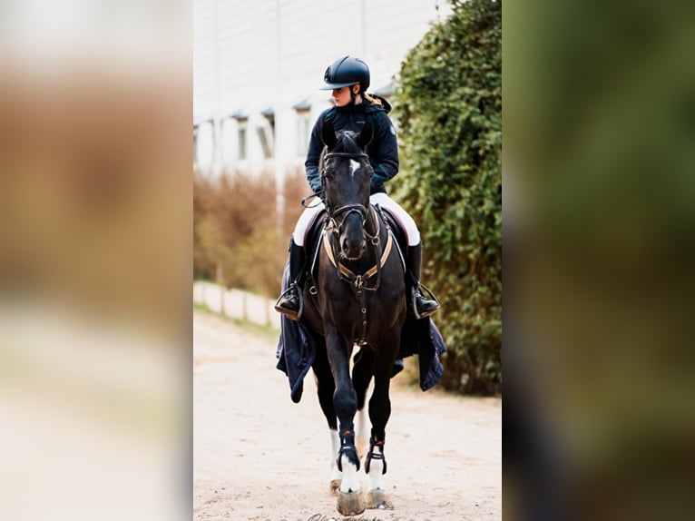 Hannoveraner Wallach 13 Jahre 172 cm Rappe in Grodzisk Mazowiecki