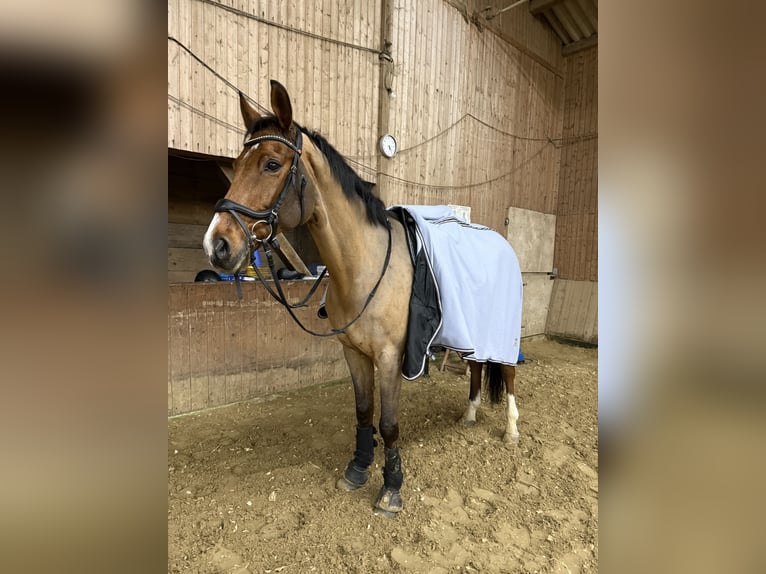 Hannoveraner Wallach 13 Jahre 173 cm Brauner in Heiligenhaus