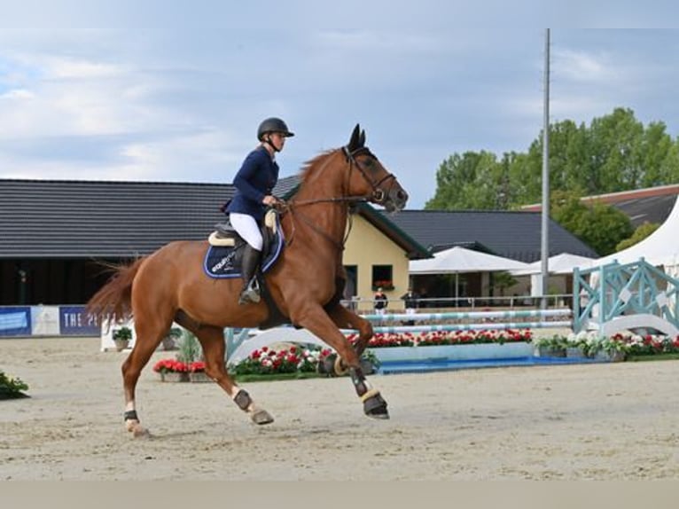 Hannoveraner Wallach 13 Jahre 173 cm Fuchs in Sankt Georgen bei Salzburg