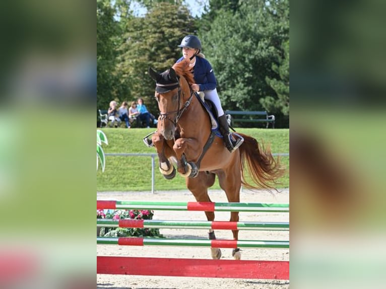 Hannoveraner Wallach 13 Jahre 173 cm Fuchs in Sankt Georgen bei Salzburg