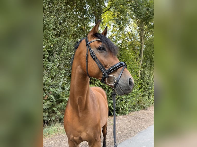 Hannoveraner Wallach 13 Jahre 174 cm Brauner in Jüchen