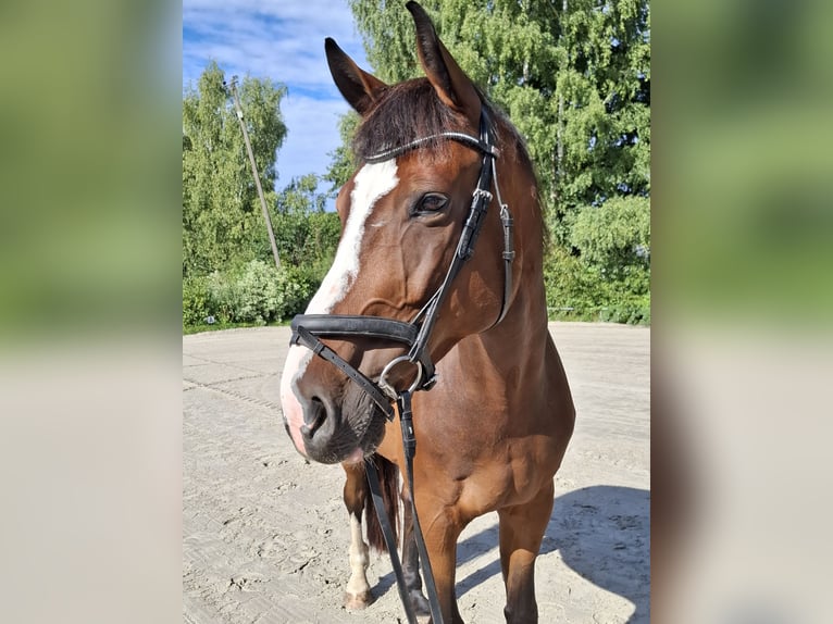 Hannoveraner Wallach 13 Jahre 174 cm Brauner in Mitwitz Hannoveraner Wallach 13 Jahre 174 cm Brauner in Mitwitz