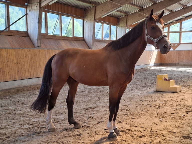Hannoveraner Wallach 13 Jahre 174 cm Brauner in Mitwitz Hannoveraner Wallach 13 Jahre 174 cm Brauner in Mitwitz