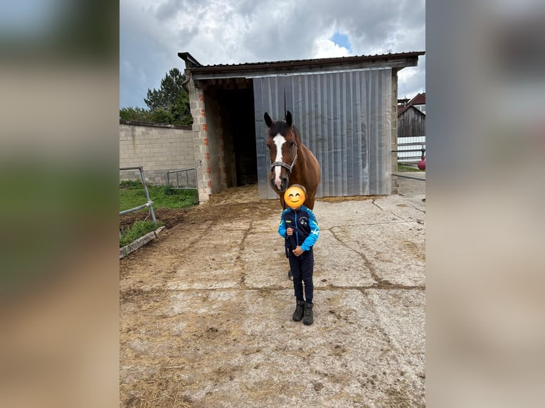 Hannoveraner Wallach 13 Jahre 174 cm Brauner in Mitwitz Hannoveraner Wallach 13 Jahre 174 cm Brauner in Mitwitz