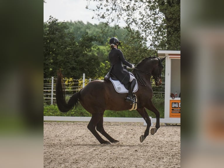 Hannoveraner Wallach 13 Jahre 174 cm Dunkelbrauner in Albisheim