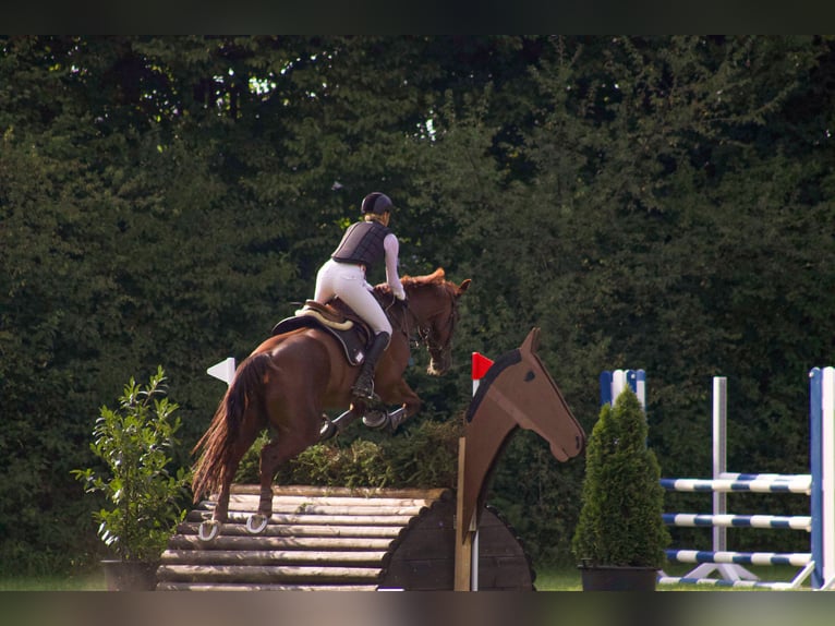 Hannoveraner Wallach 13 Jahre 174 cm Dunkelfuchs in Gilching