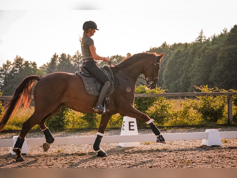Hannoveraner Wallach 13 Jahre 174 cm Dunkelfuchs in Gilching
