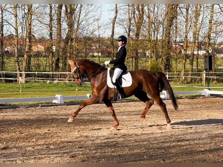 Hannoveraner Wallach 13 Jahre 174 cm Dunkelfuchs in Gilching