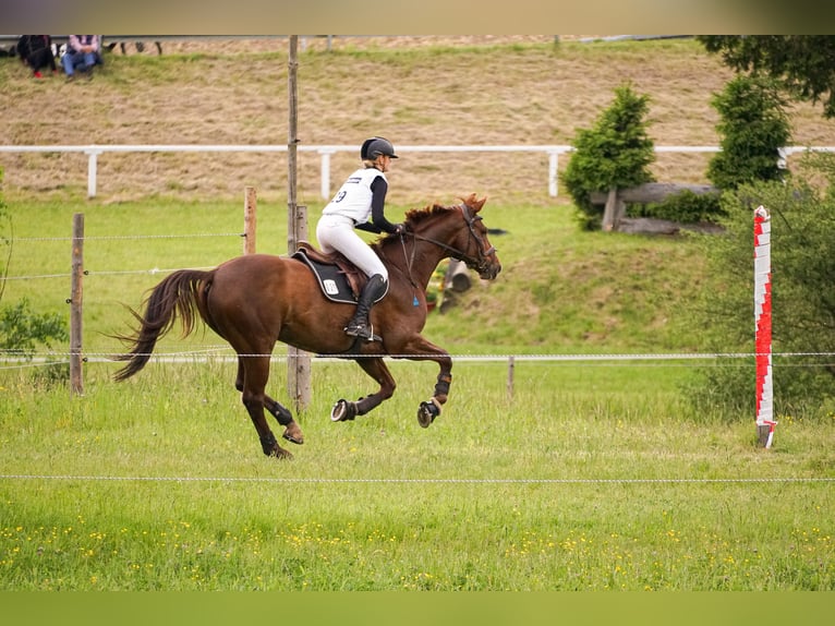 Hannoveraner Wallach 13 Jahre 174 cm Dunkelfuchs in Karlsfeld