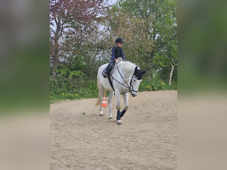 Hannoveraner Mix Wallach 13 Jahre 174 cm Fliegenschimmel in Heiligenhafen