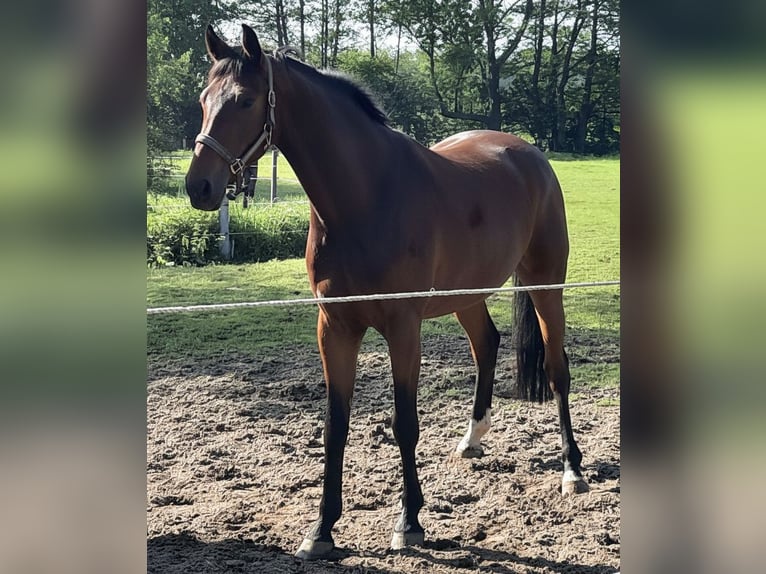 Hannoveraner Wallach 13 Jahre 175 cm Brauner in Hamburg Neuengamme