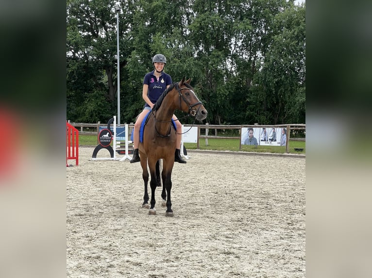 Hannoveraner Wallach 13 Jahre 175 cm Dunkelbrauner in G&#xF6;denstorf