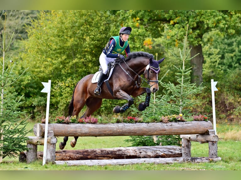 Hannoveraner Wallach 13 Jahre 175 cm Dunkelbrauner in G&#xF6;denstorf