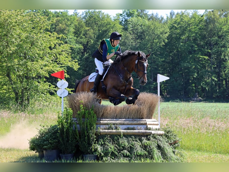 Hannoveraner Wallach 13 Jahre 175 cm Dunkelbrauner in G&#xF6;denstorf