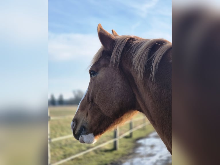 Hannoveraner Mix Wallach 13 Jahre 175 cm Fuchs in Fürstenwalde/Spree