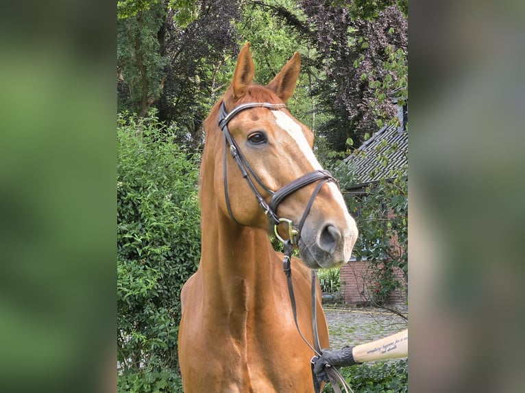 Hannoveraner Wallach 13 Jahre 175 cm Fuchs in Wachtendonk