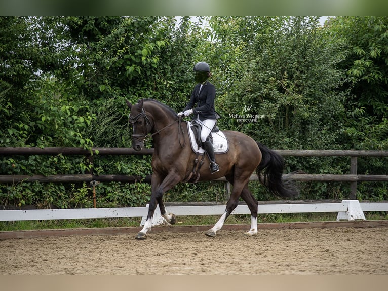 Hannoveraner Wallach 13 Jahre 175 cm Schwarzbrauner in Isernhagen