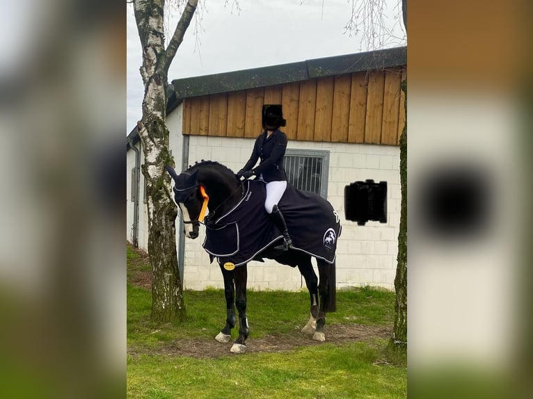 Hannoveraner Wallach 13 Jahre 176 cm Rappe in Rietberg