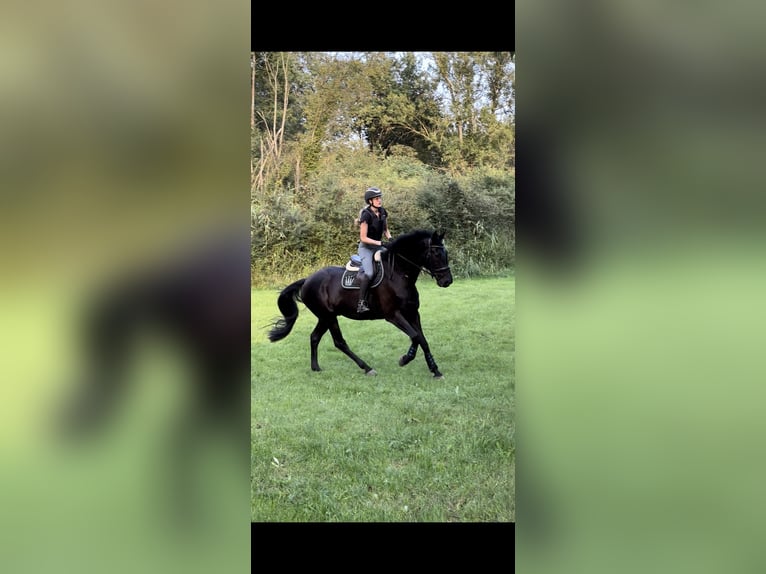Hannoveraner Wallach 13 Jahre 177 cm Rappe in Neritz