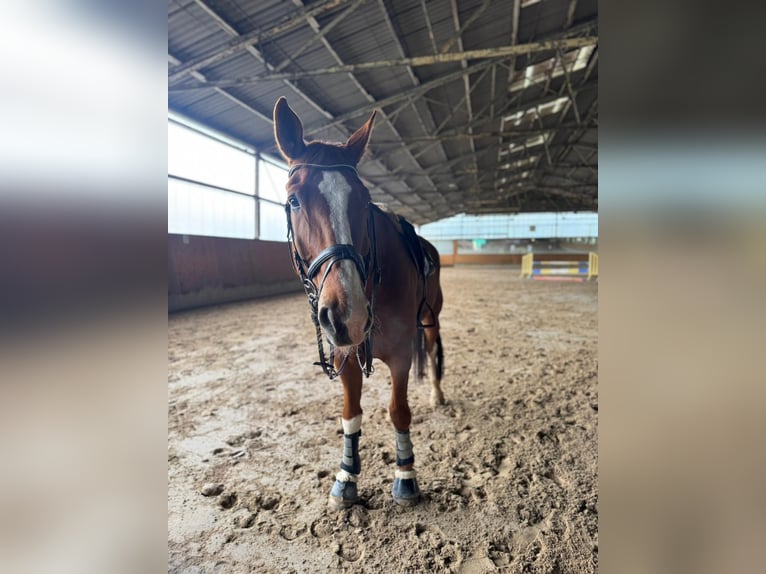 Hannoveraner Wallach 13 Jahre 178 cm Fuchs in Wülfrath