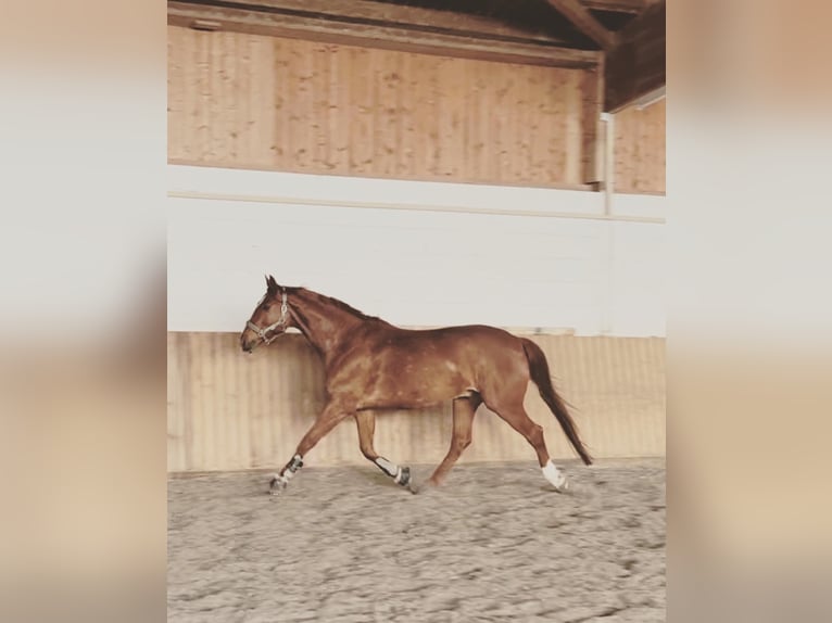 Hannoveraner Wallach 13 Jahre 178 cm Fuchs in Renningen