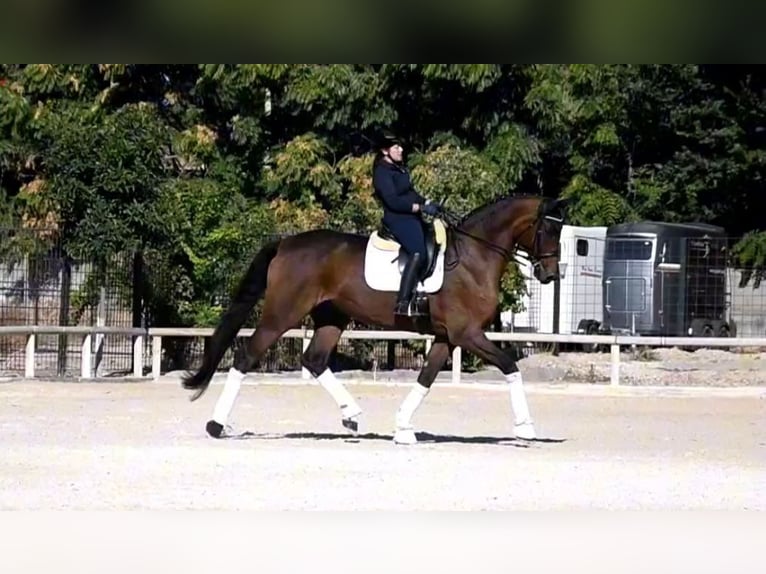 Hannoveraner Wallach 13 Jahre 180 cm Brauner in Ciempozuelos