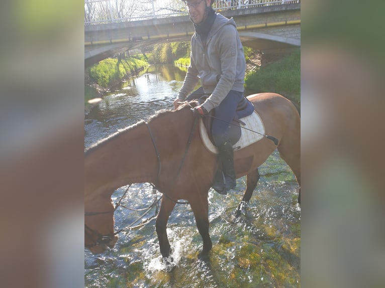 Hannoveraner Wallach 13 Jahre 180 cm Brauner in Halberstadt