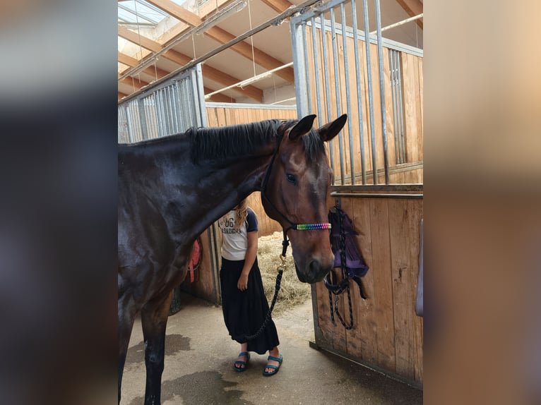Hannoveraner Wallach 13 Jahre 182 cm Brauner in Wampersdorf
