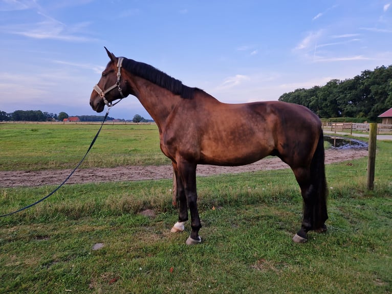 Hannoveraner Wallach 13 Jahre 182 cm Dunkelbrauner in Syke