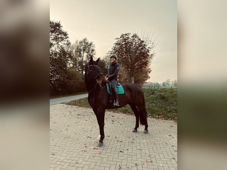 Hannoveraner Wallach 13 Jahre 182 cm Dunkelbrauner in Syke